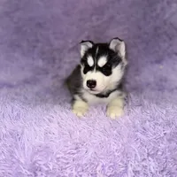 Strike, a male Siberian Husky for sale in Hancock, NH – Photo 6 of 7