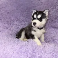 Strike, a male Siberian Husky for sale in Hancock, NH – Photo 3 of 7