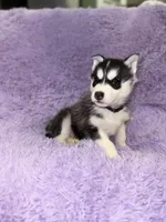 processed/7225651b-5544-4678-90b2-f650d75d81b4/listing/8db41863-579d-4908-b0cf-695deff72494/5b470325-6ba6-42d9-b445-3964fd4bc2ef