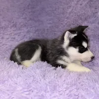 Strike, a male Siberian Husky for sale in Hancock, NH – Photo 5 of 7