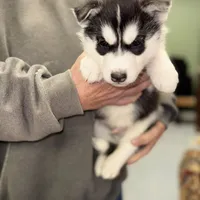 Strike, a male Siberian Husky for sale in Hancock, NH – Photo 2 of 7