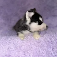 Strike, a male Siberian Husky for sale in Hancock, NH – Photo 7 of 7