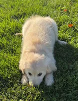 Lucy, a female Golden Retriever for sale in Hancock, NH – 6 of 10