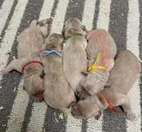 Puppies, a male Golden Retriever for sale in Hancock, NH – Photo 2 of 3