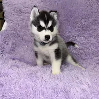 Dante, a male Siberian Husky for sale in Hancock, NH – Photo 2 of 7