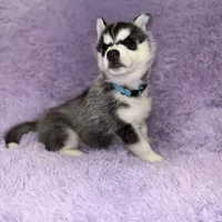 Dante, a male Siberian Husky for sale in Hancock, NH – Photo 7 of 7