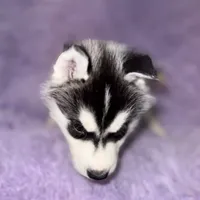 Dante, a male Siberian Husky for sale in Hancock, NH – Photo 3 of 7