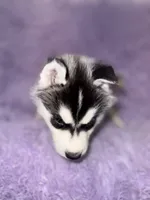 processed/7225651b-5544-4678-90b2-f650d75d81b4/listing/ba8d9752-df93-48e6-8673-d9e12b31376e/6a0e4ce5-8a68-413a-ba14-902de6f4ab52