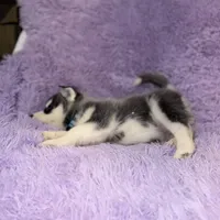 Dante, a male Siberian Husky for sale in Hancock, NH – Photo 4 of 7