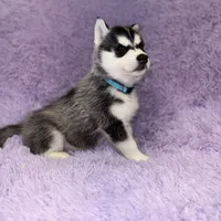 Dante, a male Siberian Husky for sale in Hancock, NH – Photo 1 of 7