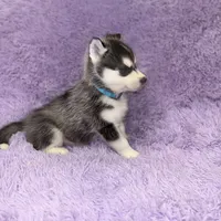 Dante, a male Siberian Husky for sale in Hancock, NH – Photo 5 of 7