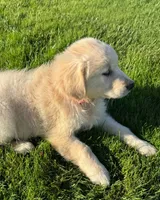 Lucy, a female Golden Retriever for sale in Hancock, NH – 10 of 10