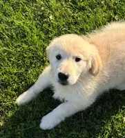 Lucy, a female Golden Retriever for sale in Hancock, NH – 5 of 10