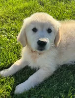 Lucy, a female Golden Retriever for sale in Hancock, NH – 9 of 10