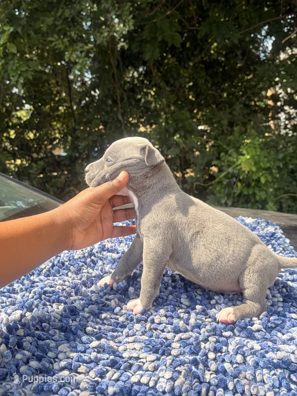 Girly Pop – American Bully puppy for sale in Birmingham, AL