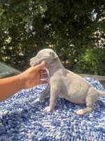 Girly Pop, a female American Bully for sale in Birmingham, AL – 1 of 3