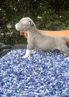 Girly Pop, a female American Bully for sale in Birmingham, AL – 2 of 3