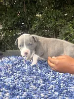 Girly Pop, a female American Bully for sale in Birmingham, AL – 3 of 3