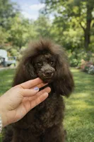 Coffee White Diamond Sofia, a male Poodle - Toy  for sale in Anza, CA – Photo 1 of 5