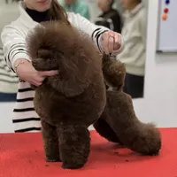 Coffee White Diamond Sofia, a male Poodle - Toy  for sale in Anza, CA – Photo 3 of 5