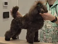 Coffee White Diamond Sofia, a male Poodle - Toy  for sale in Anza, CA – Photo 2 of 5