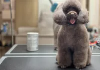 Coffee White Diamond Sofia, a male Poodle - Toy  for sale in Anza, CA – Photo 5 of 5