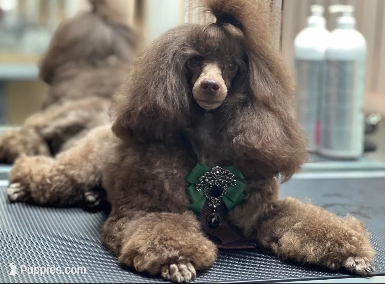 Coffee White Diamond Sofia, a male Poodle - Toy  for sale in Anza, CA – Photo 4 of 5