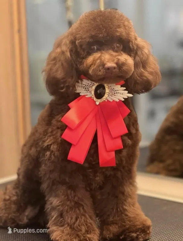 Great White Diamond Sofia  – Poodle - Toy  puppy for sale in Anza, CA