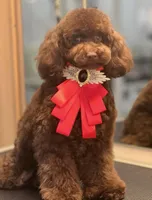 Great White Diamond Sofia , a  Poodle - Toy  for sale in Anza, CA – Photo 1 of 5