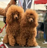 Great White Diamond Sofia , a  Poodle - Toy  for sale in Anza, CA – Photo 5 of 5