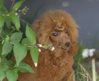 Great White Diamond Sofia , a  Poodle - Toy  for sale in Anza, CA – Photo 3 of 5
