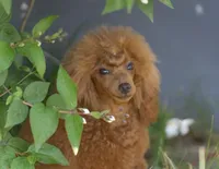 Great White Diamond Sofia , a  Poodle - Toy  for sale in Anza, CA – Photo 4 of 5