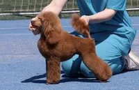 Great White Diamond Sofia , a  Poodle - Toy  for sale in Anza, CA – Photo 2 of 5