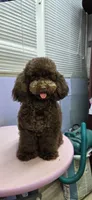 Kay White Diamond Sofia, a male Poodle - Toy  for sale in Anza, CA – Photo 1 of 4