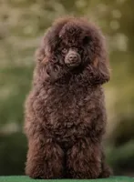 Kay White Diamond Sofia, a male Poodle - Toy  for sale in Anza, CA – Photo 2 of 4