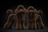 Kay White Diamond Sofia, a male Poodle - Toy  for sale in Anza, CA – Photo 4 of 4