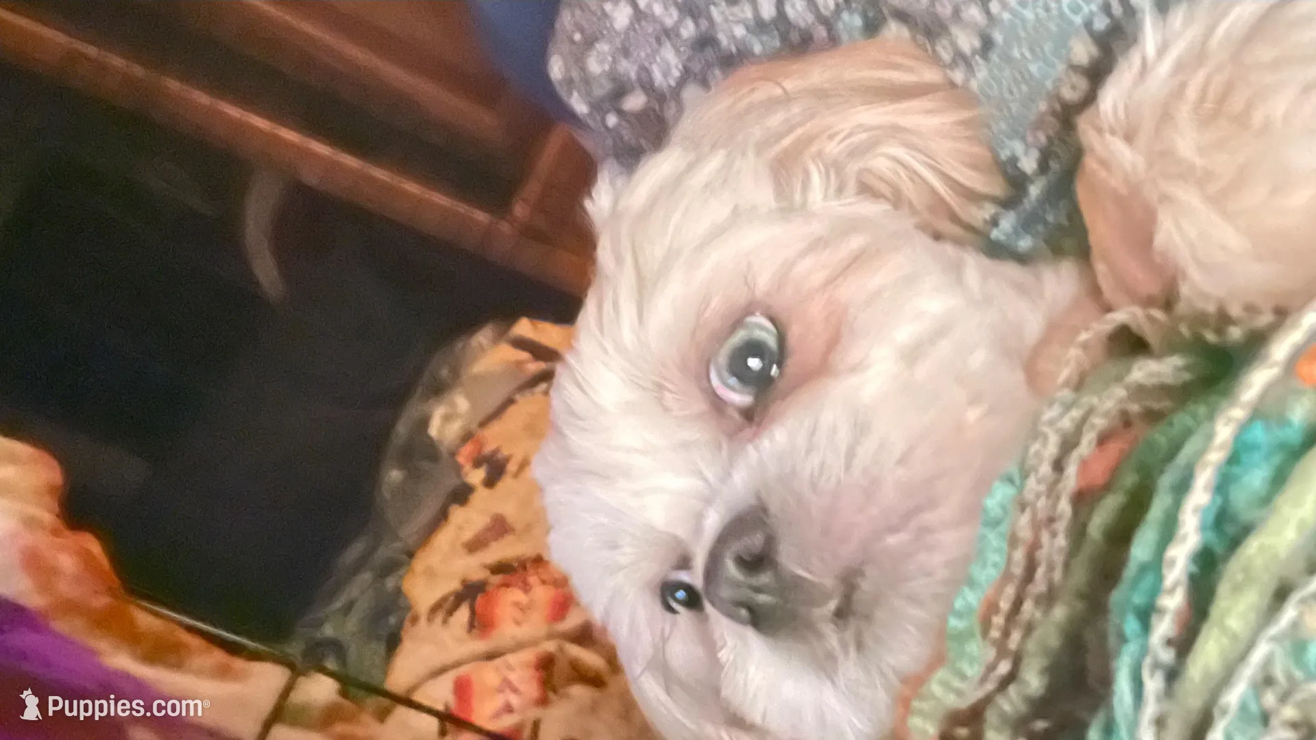 Blue Eyes , a male Maltese and Shih Tzu for sale in Placerville, CA – Photo 4 of 4