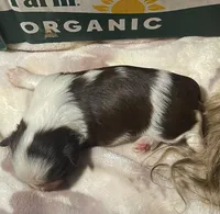 Coconut : female ready 4th of July, a female Shih Tzu for sale in Placerville, CA – 1 of 5