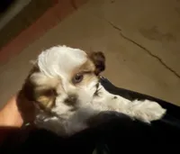 Sparkles , a female Maltese and Shih Tzu for sale in Ash Fork, AZ – 2 of 5