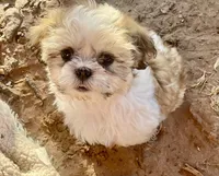 Sparkles , a female Maltese and Shih Tzu for sale in Peoria, AZ – 8 of 8