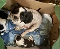 Coconut : female ready 4th of July, a female Shih Tzu for sale in Placerville, CA – 5 of 5