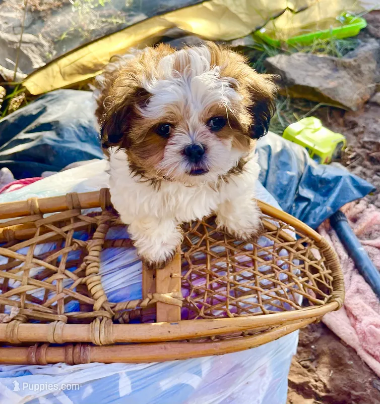 Cracker (fire) – Maltese, Shih Tzu puppy for sale in Ash Fork, AZ