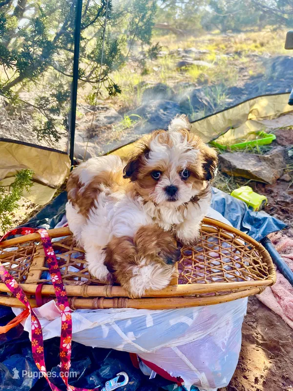 Sparkles  – Maltese, Shih Tzu puppy for sale in Ash Fork, AZ