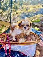 Sparkles , a female Maltese and Shih Tzu for sale in Peoria, AZ – 1 of 8