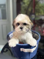 Sweet little lady, a female Maltese and Shih Tzu for sale in Placerville, CA – Photo 1 of 8
