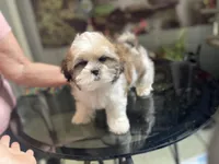 Sweet little lady, a female Maltese and Shih Tzu for sale in Placerville, CA – Photo 7 of 8