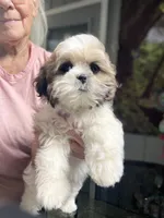 Sweet little lady, a female Maltese and Shih Tzu for sale in Placerville, CA – Photo 6 of 8