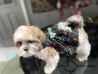 Sweet little lady, a female Maltese and Shih Tzu for sale in Placerville, CA – Photo 3 of 8