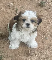 Cracker (fire), a male Maltese and Shih Tzu for sale in Peoria, AZ – 5 of 8