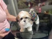 Sweet little lady, a female Shih Tzu for sale in Placerville, CA – Photo 3 of 7